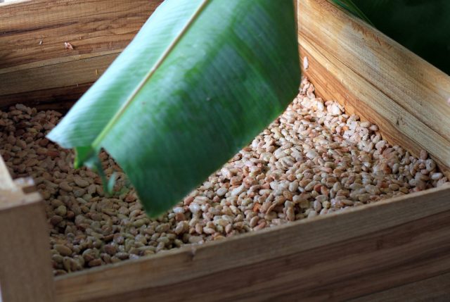 Fermentation = Transformation: Turning Cacao into a Sweet Delight