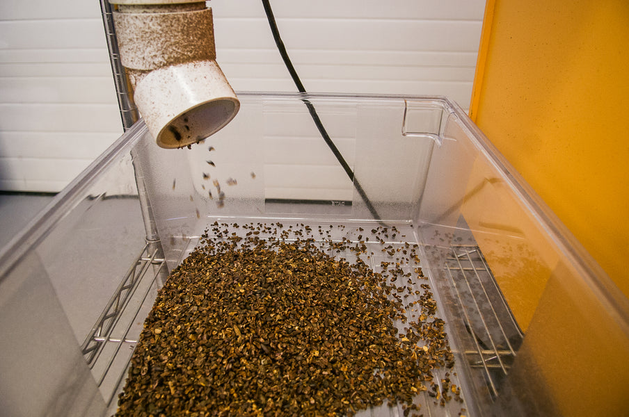 Making Exceptional Chocolate: Winnowing Cocoa Beans